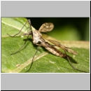 Tipula sp - Schnake 11b.jpg